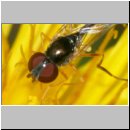 Baccha elongata - Gemeine Schattenschwebfliege w02b.jpg